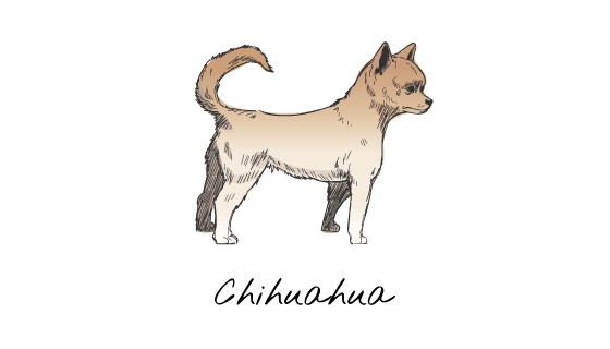 手绘吉娃娃矢量素材(EPS/PNG)