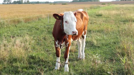 一头站在田野间的小母牛