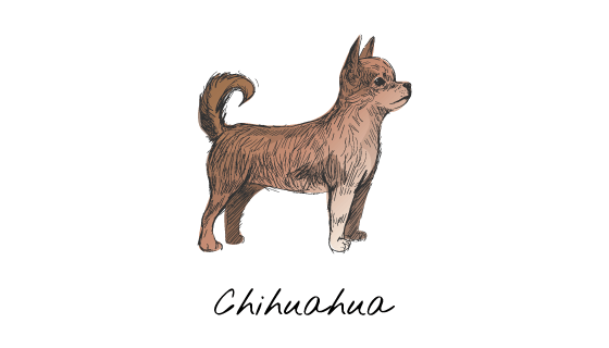 手绘吉娃娃矢量素材(EPS/PNG)