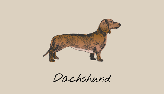 手绘达克斯猎狗矢量素材(EPS/PNG)