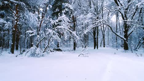森林里被大雪覆盖的树枝