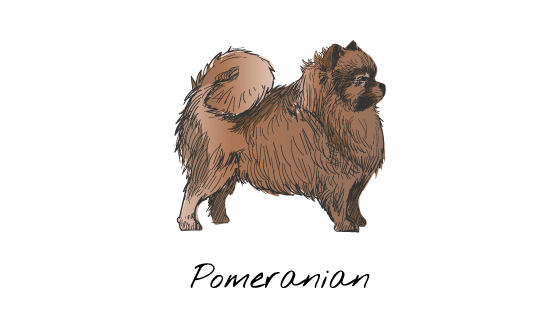 手绘波美拉尼亚狗矢量素材(EPS/PNG)