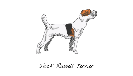 手绘杰克罗素梗犬矢量素材(EPS/PNG)