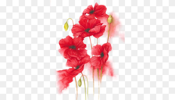 手绘红色花卉(PNG)