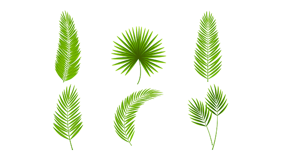 棕榈叶包装矢量素材(EPS/AI)