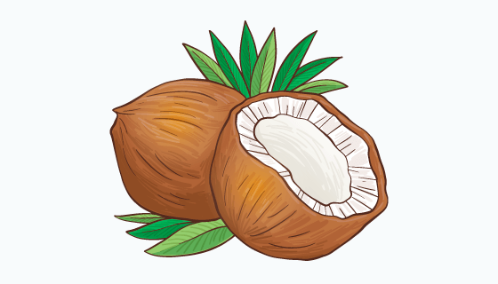 手绘逼真椰子矢量素材(EPS/AI/PNG)