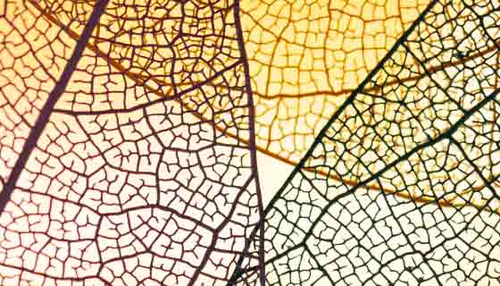 抽象透明黄色叶子素材(JPG)