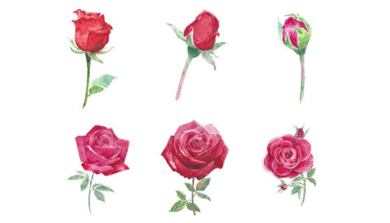 水彩风格玫瑰花矢量素材(EPS/PNG)