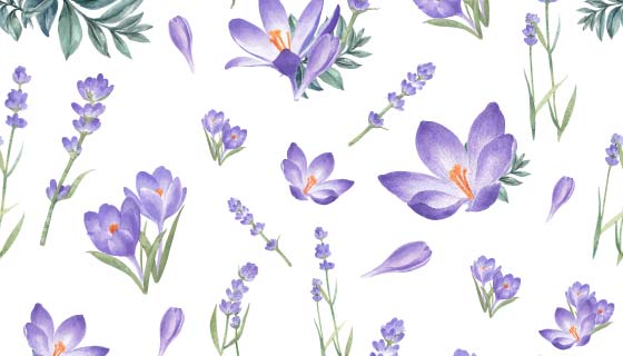 藏红花和薰衣草矢量素材(EPS/PNG)