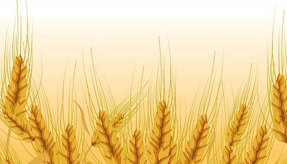金黄色的小麦背景矢量素材(EPS)