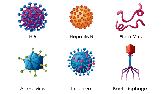 六种病毒放大显示矢量素材(EPS/PNG)
