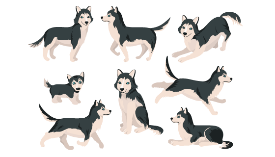 不同姿势的哈士奇矢量素材(EPS/PNG)