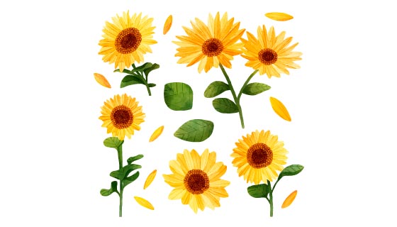 水彩风格的向日葵矢量素材(AI/EPS/PNG)