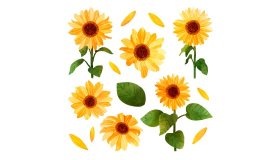 水彩风格的向日葵矢量素材(AI/EPS/PNG)