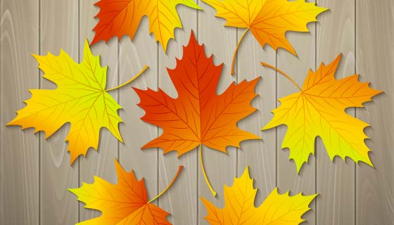 木板上的秋天落叶矢量素材(EPS)