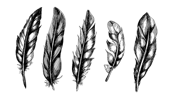 手绘逼真的羽毛矢量素材(EPS)