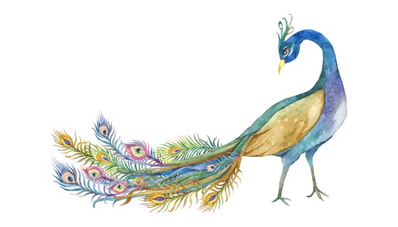 水彩绘画的美丽孔雀矢量素材(EPS/PNG)