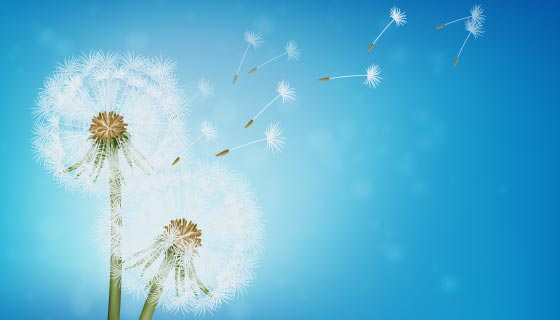 逼真的飞舞的蒲公英背景矢量素材(EPS)