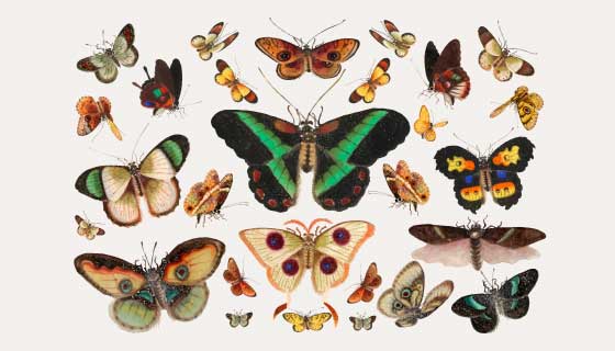 各种逼真的蝴蝶矢量素材(EPS)