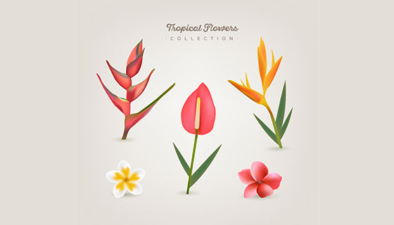 多彩热带花卉矢量素材(EPS/AI)