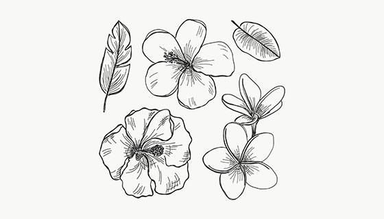 手绘花卉矢量素材(EPS/AI)