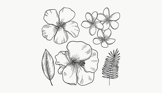 手绘热带花卉矢量素材(EPS/AI)