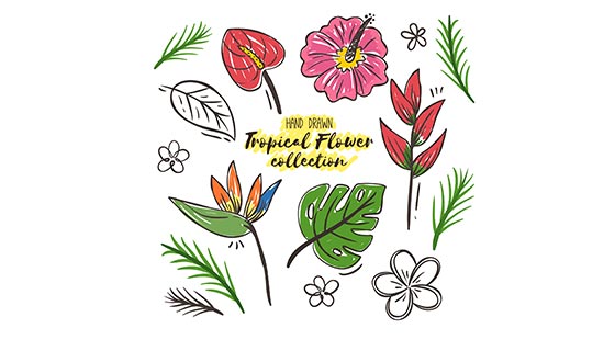 手绘多彩热带花卉矢量素材(EPS/AI)