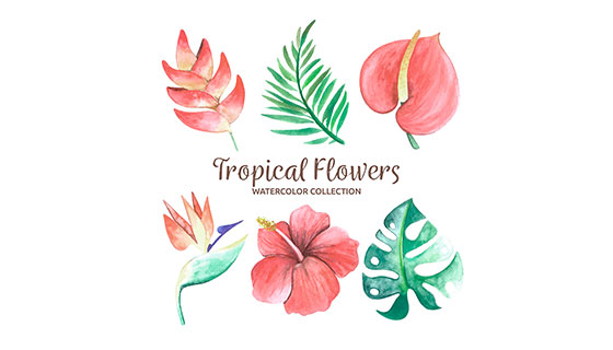 水彩热带花卉矢量素材(EPS/AI)
