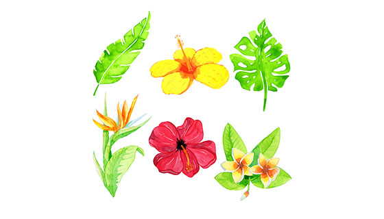 水彩热带花卉矢量素材(EPS/AI)