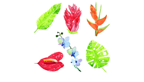水彩热带花卉矢量素材(EPS/AI)
