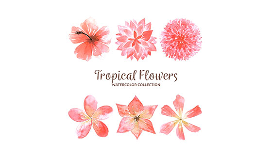 水彩热带花卉矢量素材(EPS/AI)
