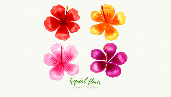 水彩热带花卉矢量素材(EPS/AI)