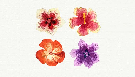 水彩热带花卉矢量素材(EPS/AI)
