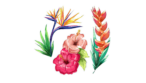 水彩热带花卉矢量素材(EPS/AI)