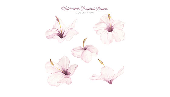 水彩花卉矢量素材(EPS/AI)