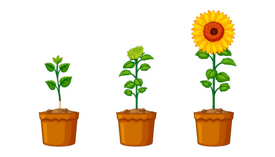 成长的向日葵矢量素材(EPS/PNG)