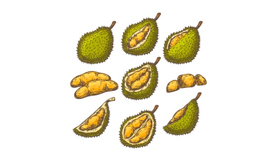 手绘风格的榴莲矢量素材(EPS/PNG)