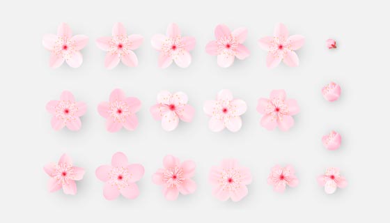 逼真的樱花花朵矢量素材(EPS)
