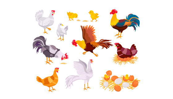 公鸡母鸡和小鸡矢量素材(EPS)